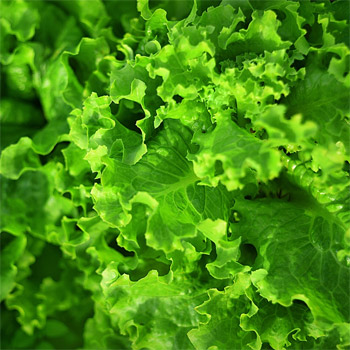 Употребление зеленых листовых овощей снижает риск инсульта