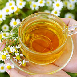 Ромашковый чай эффективное средство в борьбе с раком
