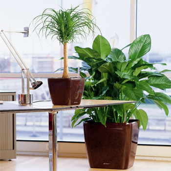 Озеленение офисов комнатными растениями