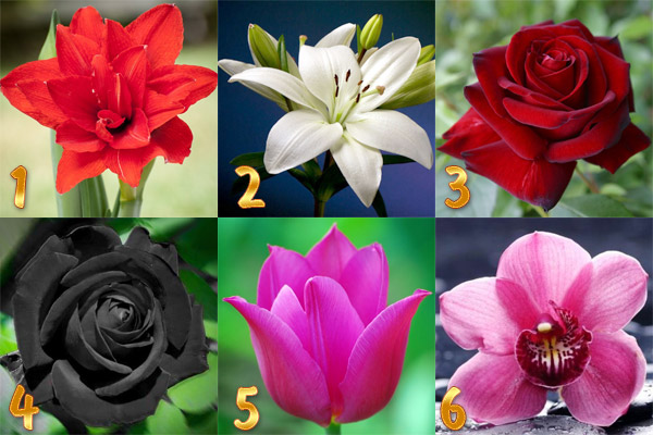 Тест: Выбери цветок и узнай секрет своей личности