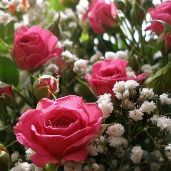 Какие цветы дарят на День святого Валентина