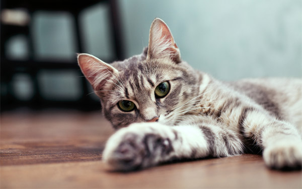 ветеринарная клиника кастрация котов цена