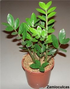 Замиакулькас замиелистный
