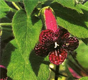 Колерия