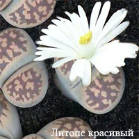 Литопс красивый