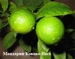 мандарин
