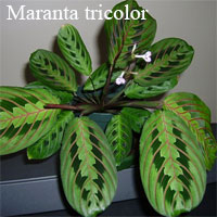 Маранта трехцветковая Маранта трехцветковая