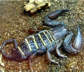 гороскоп майя - скорпион