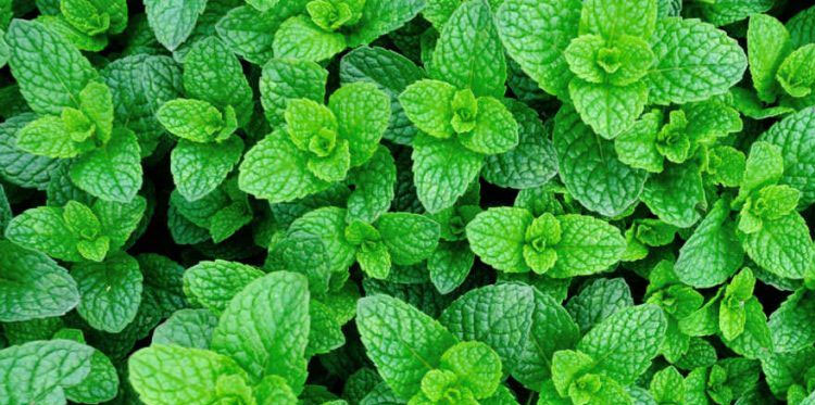 Мята против кишечных расстройств