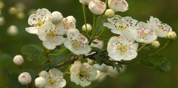В сезонной аллергии у людей виноваты не растения, а паразиты