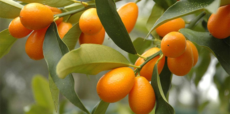 Киви поможет быстро и эффективно похудеть