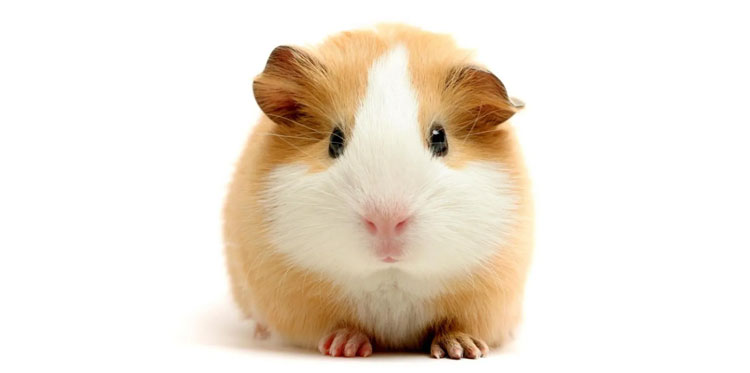 Вакцина против ожирения, протестированная на морских свинках