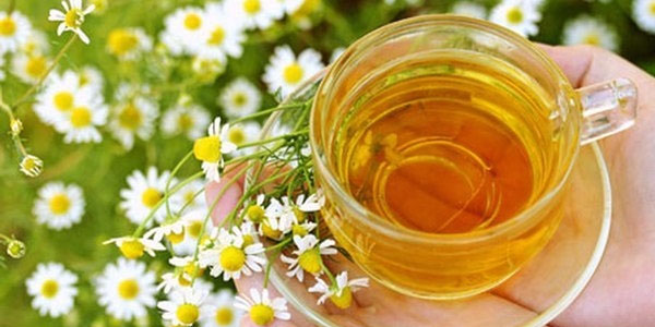 Ромашковый чай эффективное средство в борьбе с раком