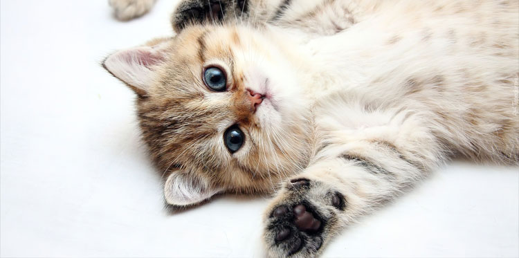 Фотографии с котятами делают людей агрессивными