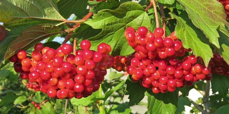 Калина. Полезные свойства