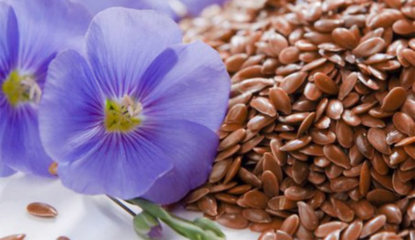 Семена льна. Полезные свойства