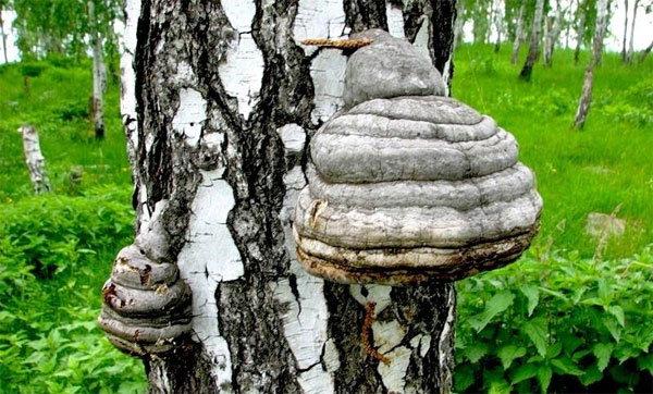 Полезные свойства чаги