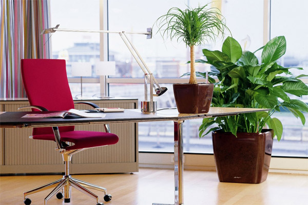 Озеленение офисов комнатными растениями