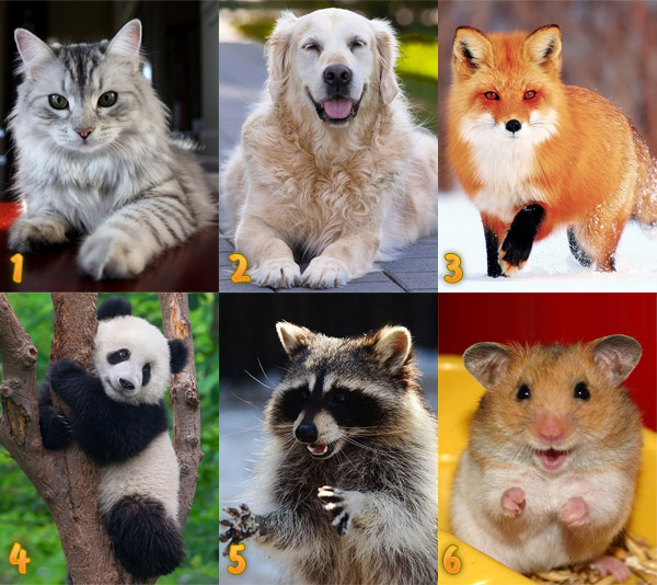 Тест: Выбери животное и узнай что тебе сейчас не хватает?