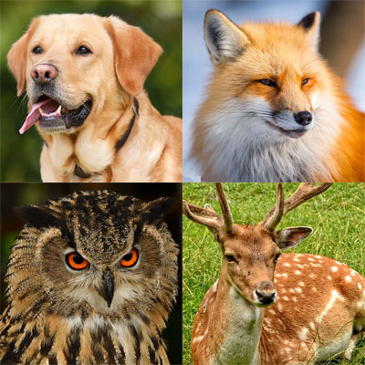 Психологический тест: Выбери животное и узнай свои...