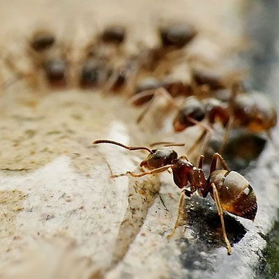 Как избавиться от муравьев борной кислотой