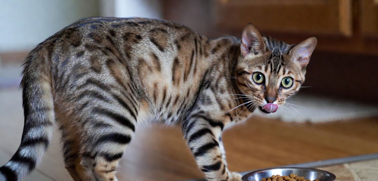 Питание кошек после стерилизации