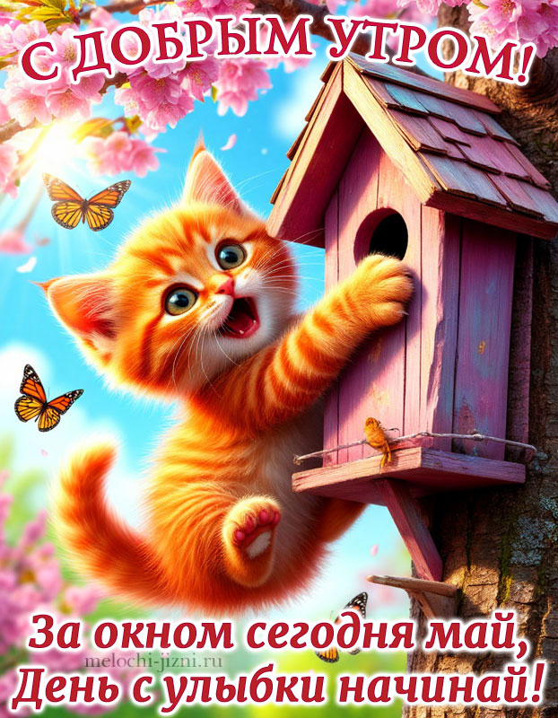 Доброе майское утро картинка прикольная, с пожеланием за окном сегодня май, день с улыбки начинай, открытка с котиком