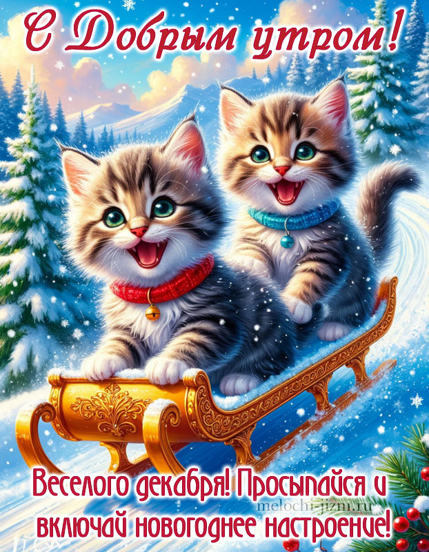 доброе утро картинки пожелания красивые декабрь, картинка с котиками, с пожеланием просыпайся и включай новогоднее настроение
