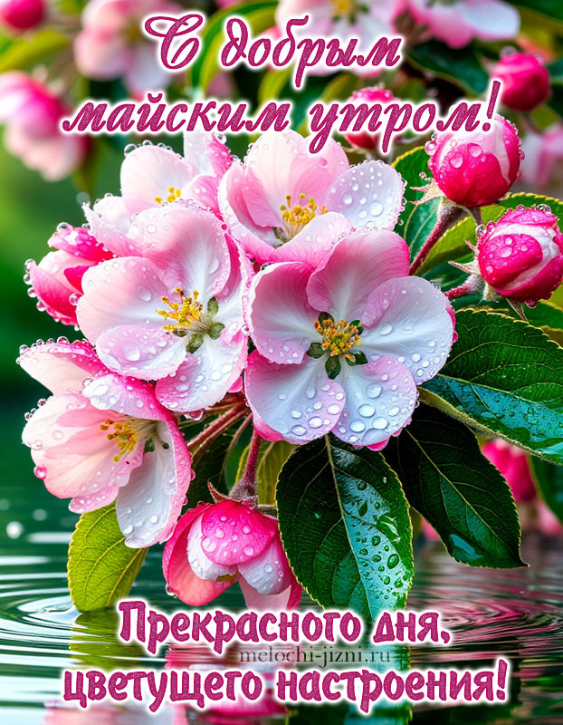 Открытка с добрым утром майская с пожеланиями прекрасного дня, цветущего настроения