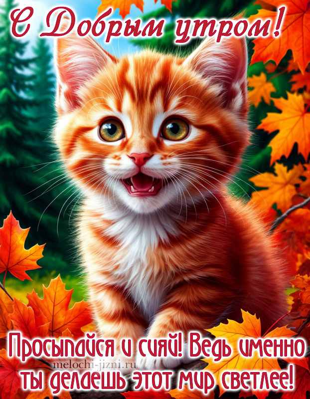 Открытка доброе утро осень, с котиком, с пожеланием просыпайся и сияй, ведь именно ты делаешь этот мир светлее