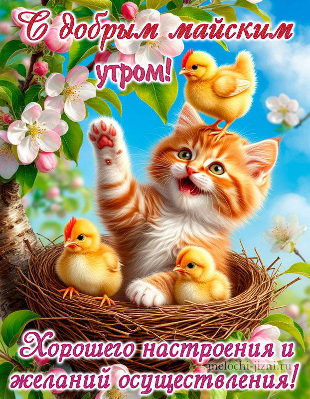 Открытка доброе утро майское и хорошего настроения, и желаний осуществления, с котиком