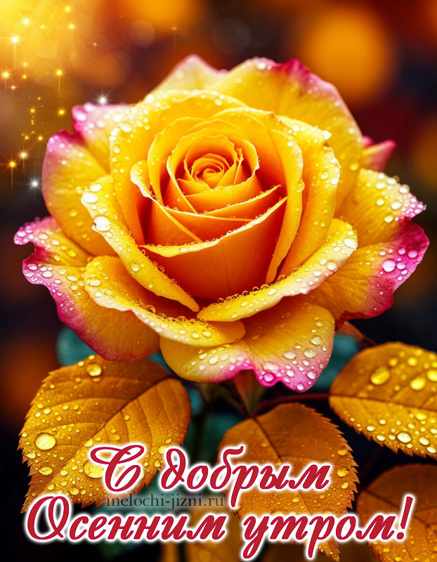 открытка с добрым осенним утром с розой, цветы
