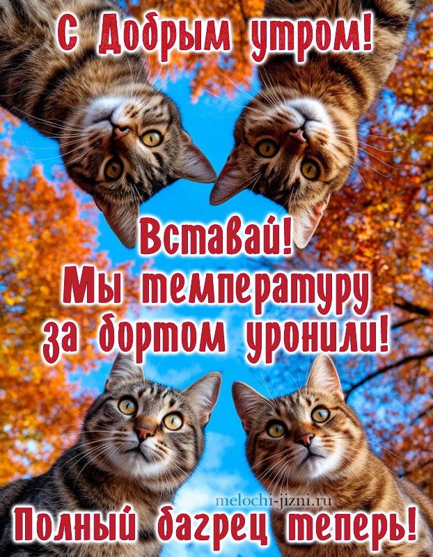 открытка с добрым осенним утром с котами и пожеланием: вставай, мы температуру за бортом уронили. Полный багрец теперь