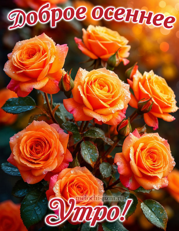 открытка с добрым осенним утром с букетом роз, с цветами
